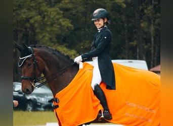 Niemiecki koń sportowy, Klacz, 9 lat, 173 cm, Gniada