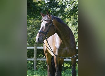 Niemiecki koń sportowy, Klacz, 9 lat, 175 cm, Ciemnogniada