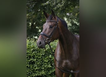 Niemiecki koń sportowy, Klacz, 9 lat, 175 cm, Ciemnogniada