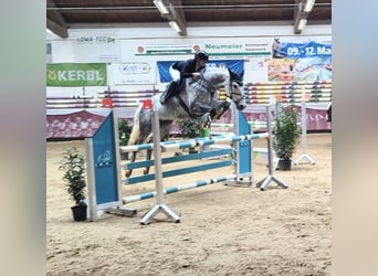 Niemiecki koń sportowy, Klacz, 9 lat, 176 cm, Siwa