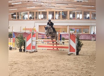 Niemiecki koń sportowy, Klacz, 9 lat, 176 cm, Siwa