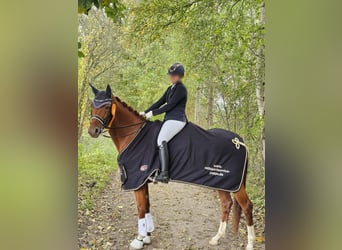 Niemiecki koń sportowy, Klacz, 9 lat, Kasztanowata