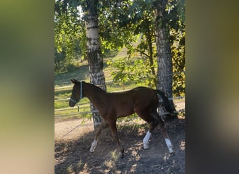 Niemiecki koń sportowy, Klacz, Źrebak (06/2026), 164 cm, Ciemnogniada