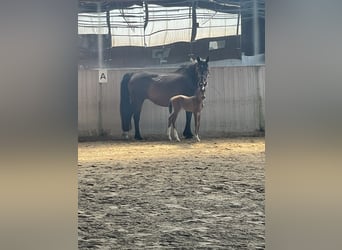 Niemiecki koń sportowy, Klacz, Źrebak (06/2026), 164 cm, Ciemnogniada