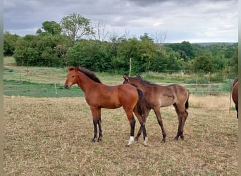 Niemiecki koń sportowy, Klacz, Źrebak (03/2026), 166 cm, Gniada