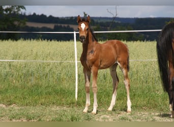 Niemiecki koń sportowy, Klacz, Źrebak (06/2024), 168 cm, Gniada