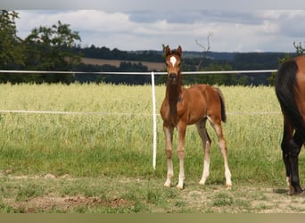Niemiecki koń sportowy, Klacz, Źrebak (06/2024), 168 cm, Gniada