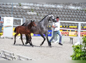 Niemiecki koń sportowy, Klacz, , 168 cm, Siwa