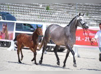 Niemiecki koń sportowy, Klacz, , 168 cm, Siwa