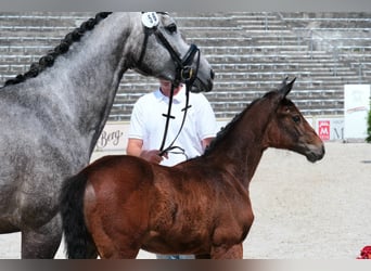 Niemiecki koń sportowy, Klacz, , 168 cm, Siwa