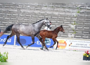Niemiecki koń sportowy, Klacz, , 168 cm, Siwa