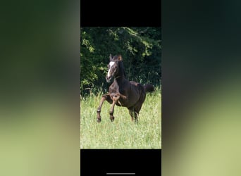 Niemiecki koń sportowy, Klacz, , 168 cm, Skarogniada