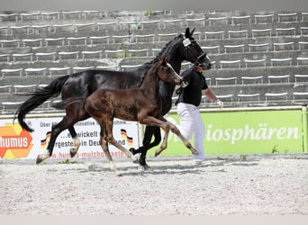 Niemiecki koń sportowy, Klacz, , 168 cm, Skarogniada