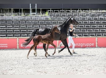 Niemiecki koń sportowy, Klacz, , 168 cm, Skarogniada
