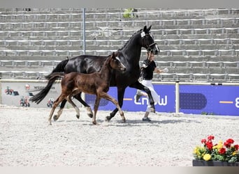 Niemiecki koń sportowy, Klacz, , 168 cm, Skarogniada