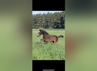 Niemiecki koń sportowy, Klacz, , 168 cm, Skarogniada