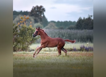 Niemiecki koń sportowy, Klacz, Źrebak (05/2025), 169 cm, Ciemnokasztanowata