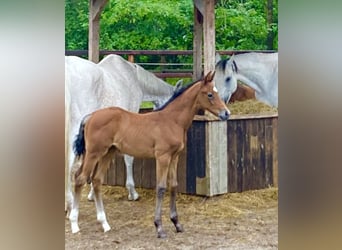 Niemiecki koń sportowy, Klacz, Źrebak (05/2024), 169 cm, Formy Brown Falb