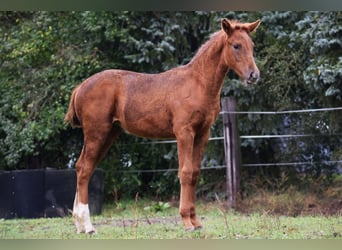 Niemiecki koń sportowy, Klacz, Źrebak (05/2023), 170 cm, Ciemnokasztanowata