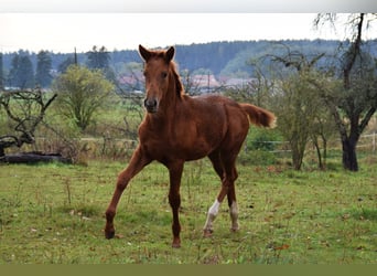 Niemiecki koń sportowy, Klacz, Źrebak (05/2023), 170 cm, Ciemnokasztanowata