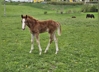 Niemiecki koń sportowy, Klacz, , 170 cm, Ciemnokasztanowata