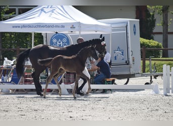 Niemiecki koń sportowy, Klacz, Źrebak (05/2025), 170 cm