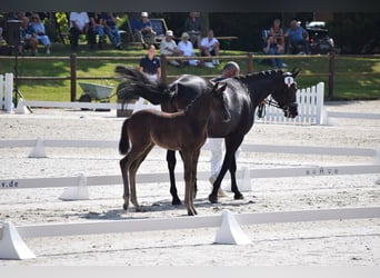 Niemiecki koń sportowy, Klacz, Źrebak (05/2025), 170 cm