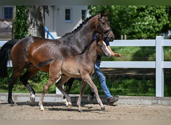 Niemiecki koń sportowy, Klacz, Źrebak (05/2026), 170 cm, Siwa