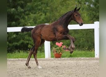 Niemiecki koń sportowy, Klacz, Źrebak (05/2025), 172 cm, Gniada