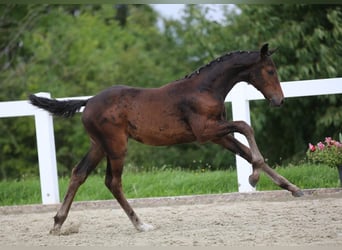 Niemiecki koń sportowy, Klacz, Źrebak (05/2025), 172 cm, Gniada