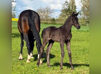Niemiecki koń sportowy, Klacz, Źrebak (03/2026), 173 cm, Ciemnogniada