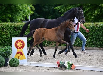 Niemiecki koń sportowy, Klacz, Źrebak (03/2026), Ciemnogniada