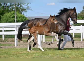 Niemiecki koń sportowy, Klacz, , Ciemnogniada