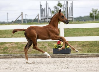 Niemiecki koń sportowy, Klacz, Źrebak (05/2025), Ciemnokasztanowata