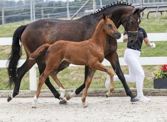 Niemiecki koń sportowy, Klacz, Źrebak (05/2025), Ciemnokasztanowata