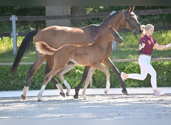 Niemiecki koń sportowy, Klacz, , Ciemnokasztanowata