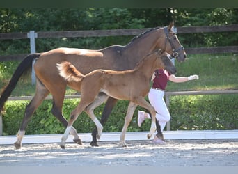 Niemiecki koń sportowy, Klacz, , Ciemnokasztanowata