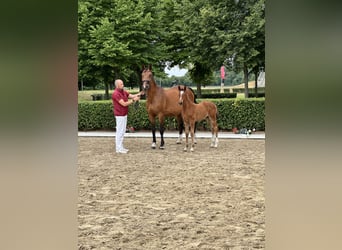 Niemiecki koń sportowy, Klacz, Źrebak (04/2026), Gniada