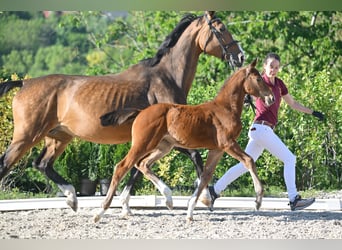 Niemiecki koń sportowy, Klacz, , Gniada