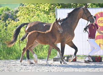 Niemiecki koń sportowy, Klacz, , Gniada
