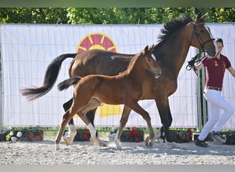 Niemiecki koń sportowy, Klacz, , Gniada