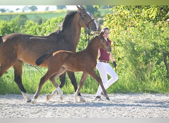 Niemiecki koń sportowy, Klacz, , Gniada