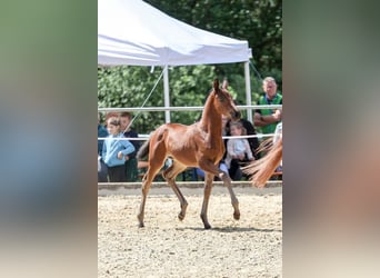 Niemiecki koń sportowy, Klacz, Źrebak (04/2026), Gniada