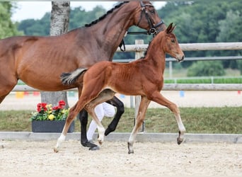 Niemiecki koń sportowy, Klacz, Źrebak (05/2025), Gniada