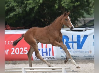 Niemiecki koń sportowy, Klacz, Źrebak (04/2025), Gniada