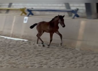 Niemiecki koń sportowy, Klacz, Źrebak (04/2024), Gniada