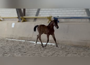 Niemiecki koń sportowy, Klacz, Źrebak (04/2024), Gniada