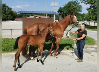 Niemiecki koń sportowy, Klacz, Źrebak (04/2025), Gniada