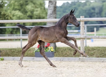 Niemiecki koń sportowy, Klacz, Źrebak (05/2025), Kara