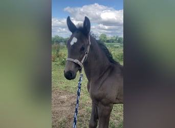 Niemiecki koń sportowy, Klacz, Źrebak (05/2025), Kara